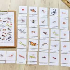 Insects Flashcards: Montessori Printables