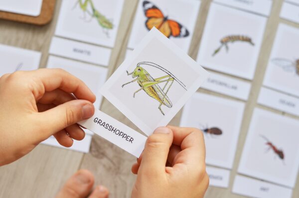 Insects Flashcards: Montessori Printables