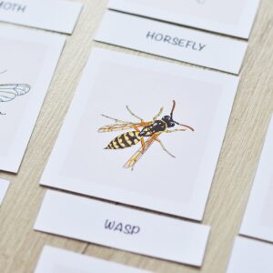 Insects Flashcards: Montessori Printables