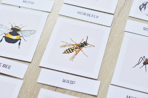 Insects Flashcards: Montessori Printables