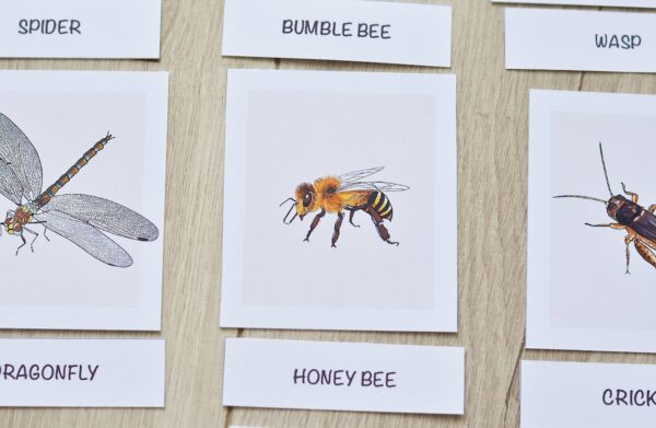 Insects Flashcards: Montessori Printables