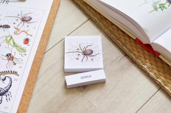 Insects Flashcards: Montessori Printables