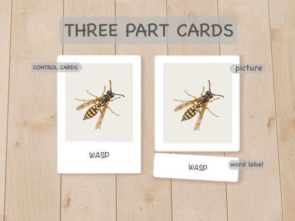 Insects Flashcards: Montessori Printables